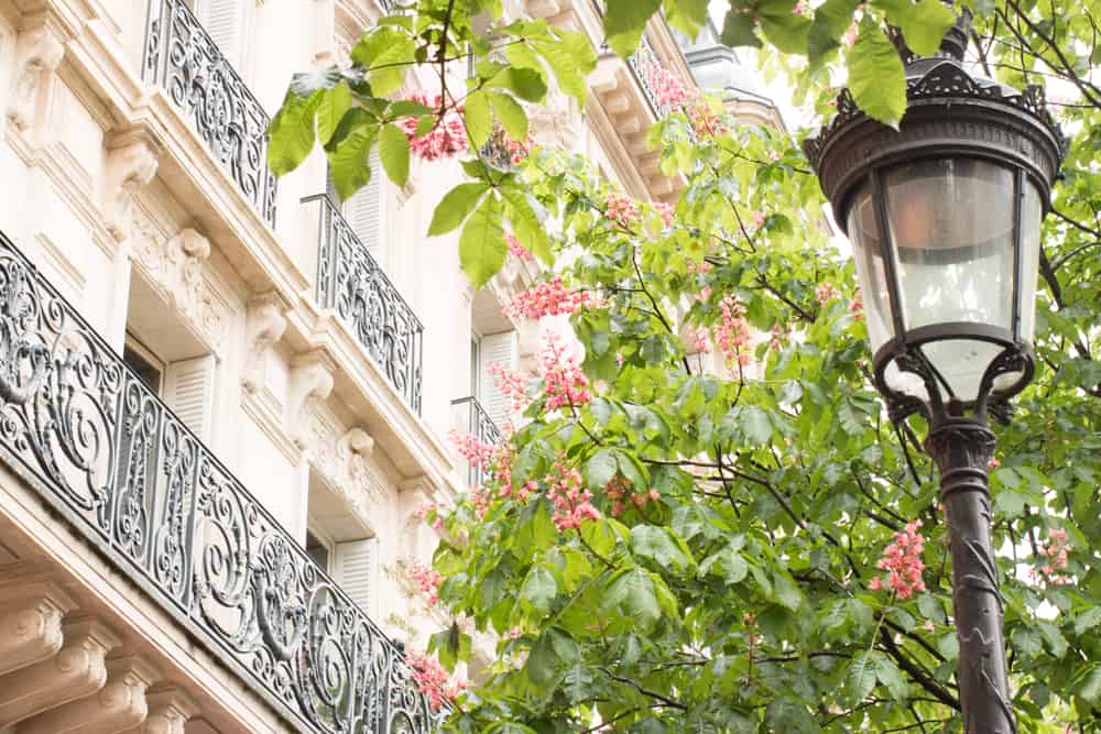 chestnut blossoms in Paris