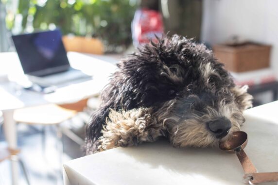 The Best Puppy Training Advice