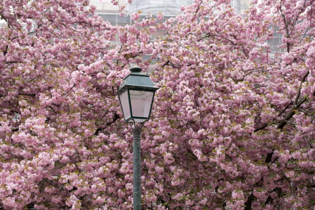 left bank cherry blossoms paris