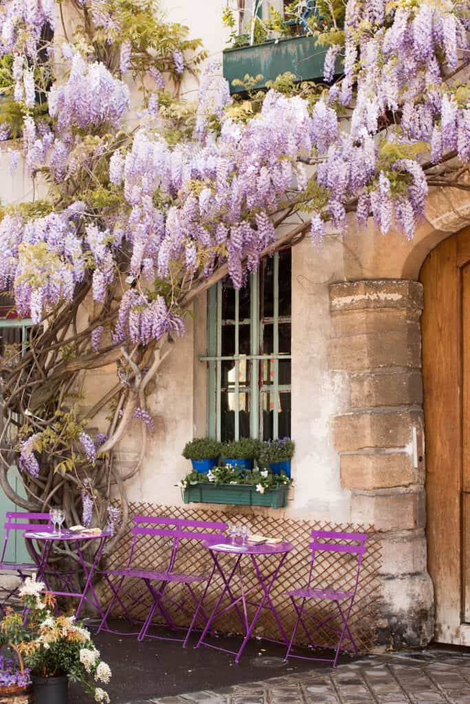 wisteria il de la cité paris
