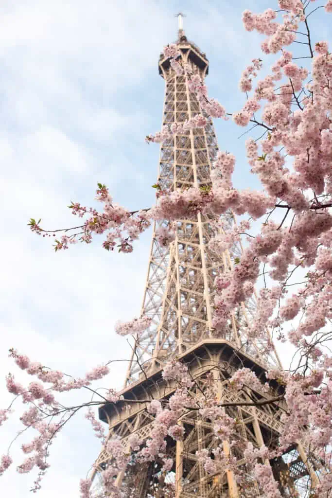 cherry blossoms Eiffel Tower paris view champ de Mars