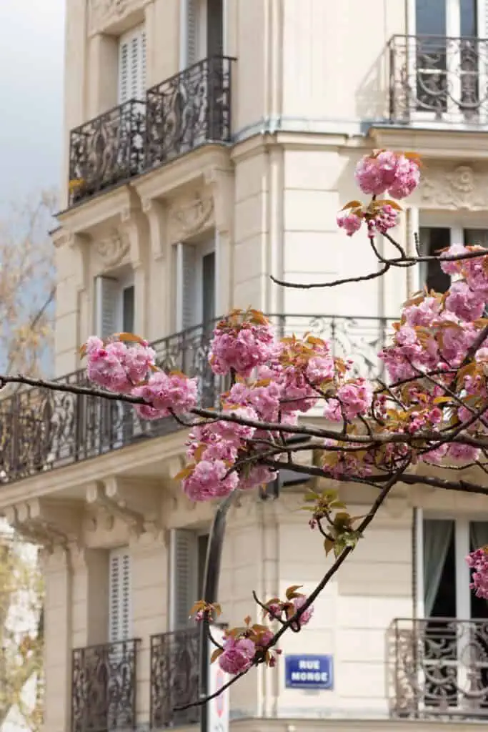 cherry blossoms in bloom Rue Monge Paris