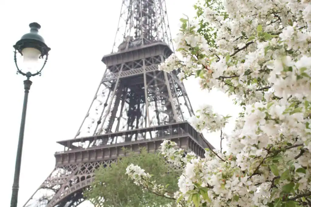 chestnut blossoms outside the Eiffel Tower