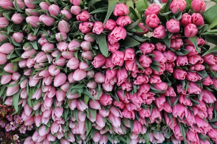 Paris spring tulips