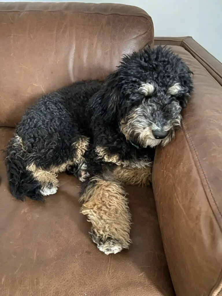 Routine puppy training Routine training for puppies