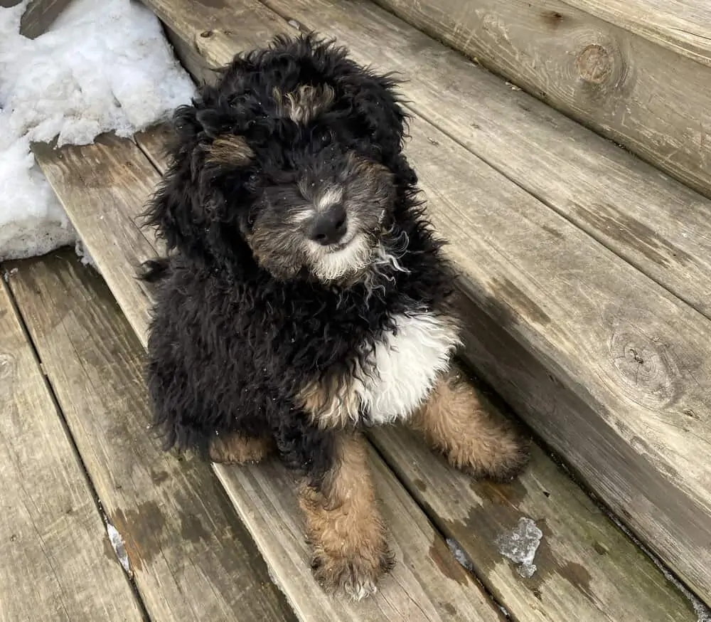 henri bernedoodle everydayparisian