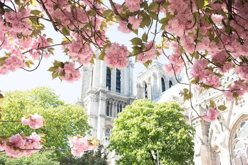 where to see Paris in bloom Notre Dame