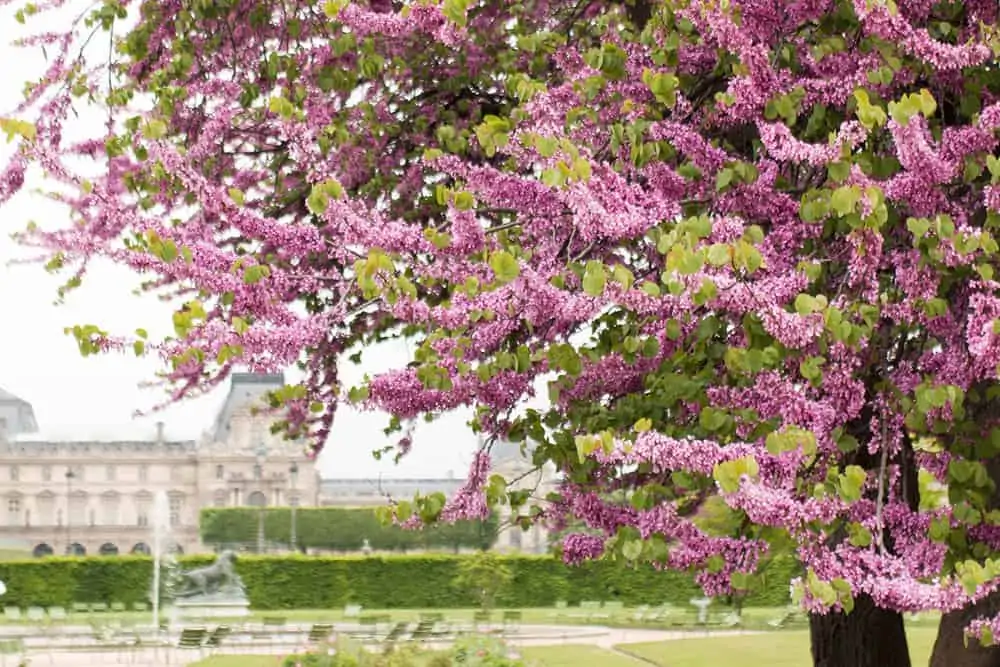 where to picnic in paris