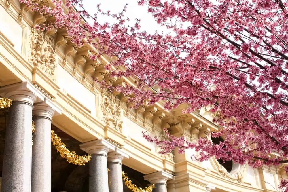 Petite Palais filled with Cherry Blossoms