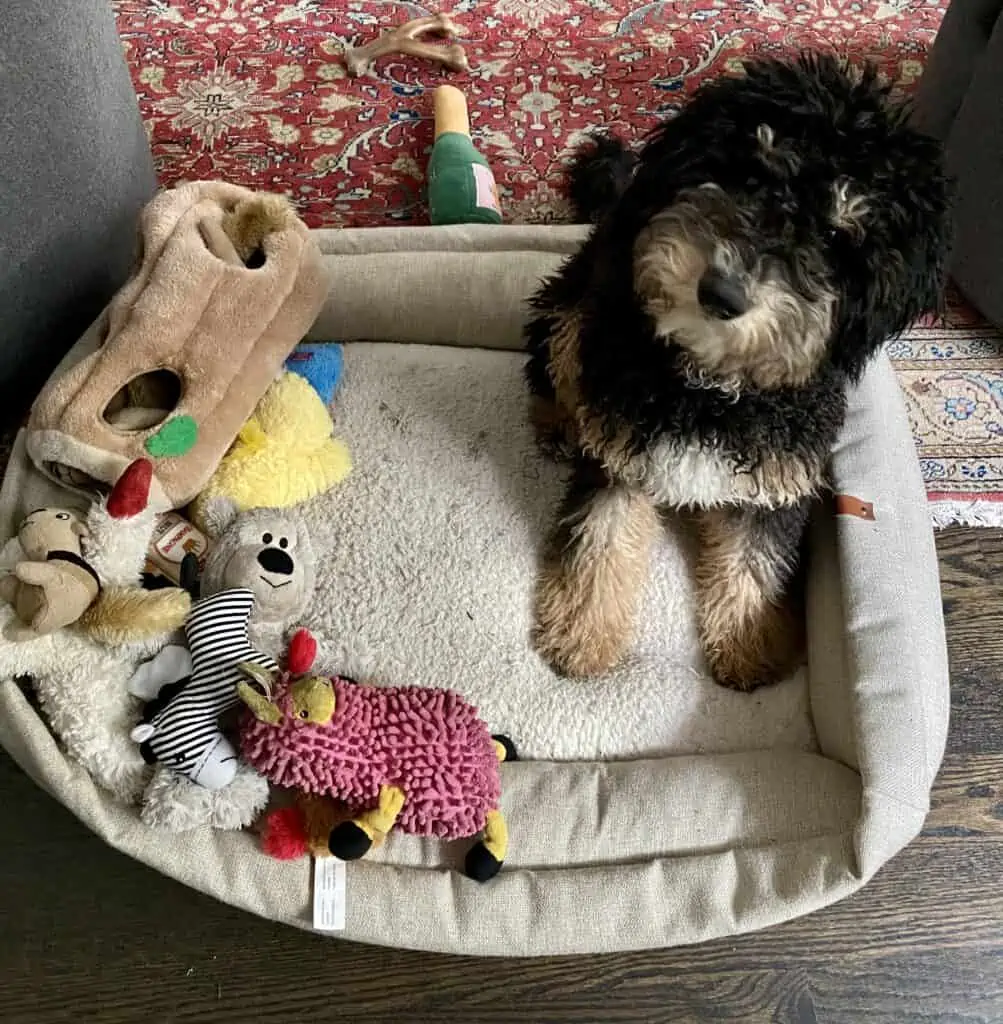 How to train a puppy How to train a puppy