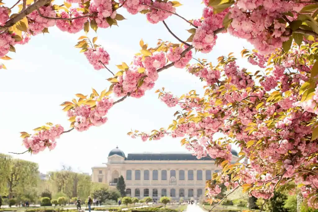 jardin des plantes paris cherry blossoms