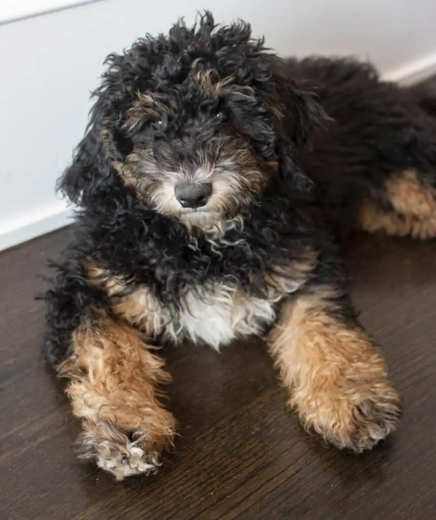 Puppy Training Advice The Best Puppy Training Advice