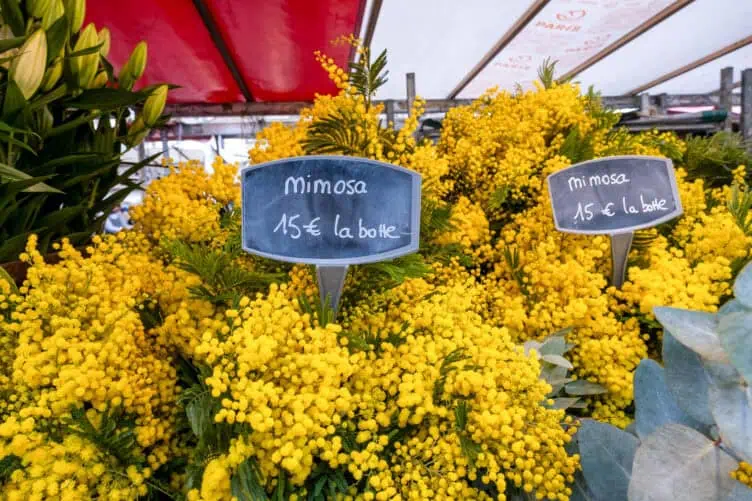 mimosa Paris winter scent