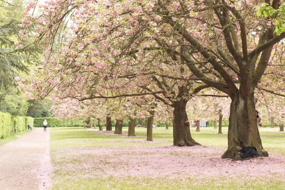 Where to see Paris cherry blossoms in bloom