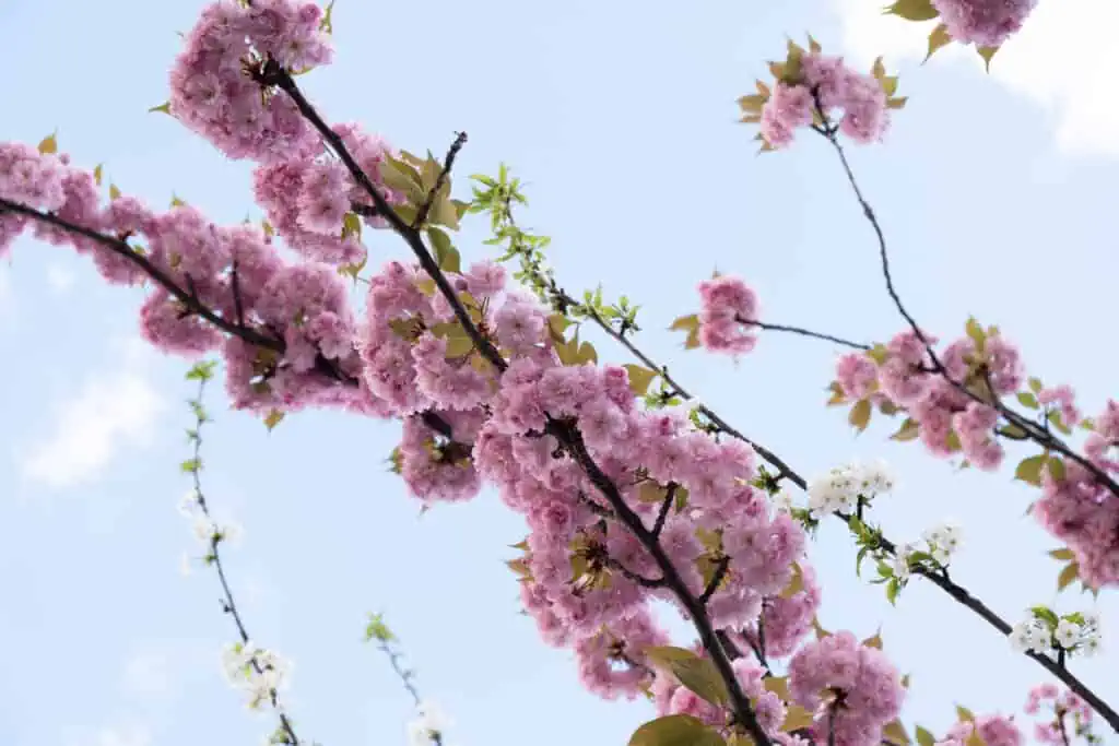Paris cherry blossoms in bloom