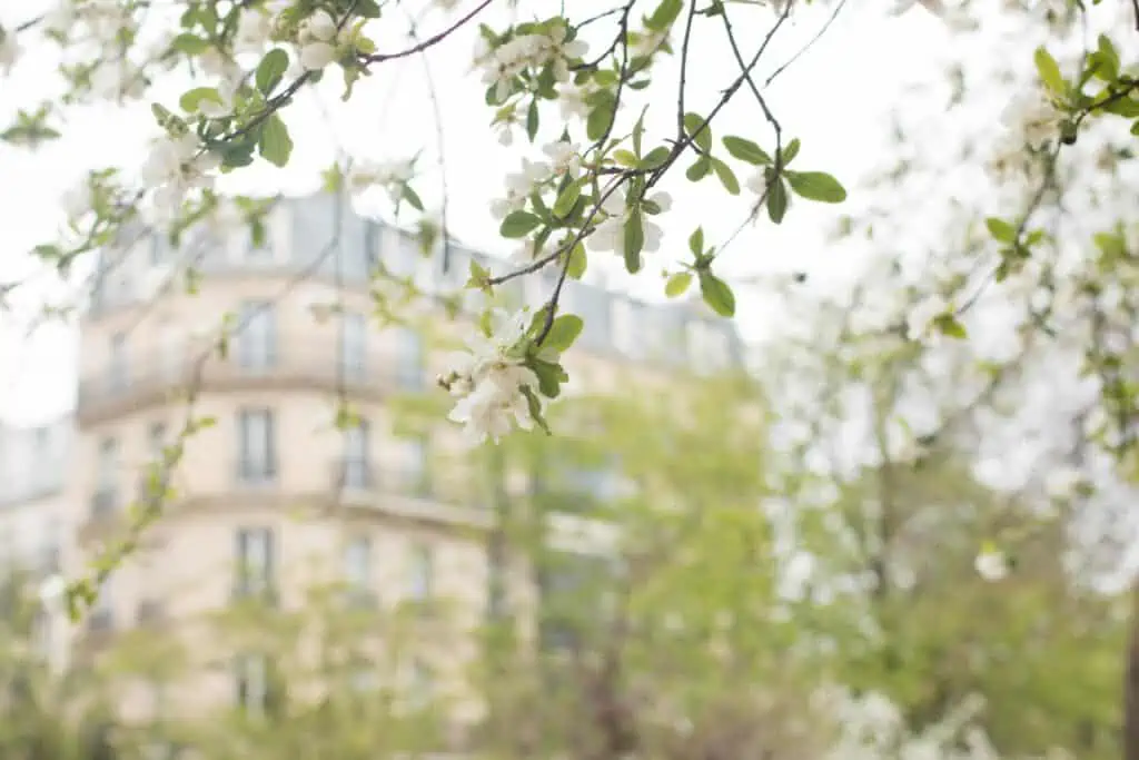 first signs of spring in paris