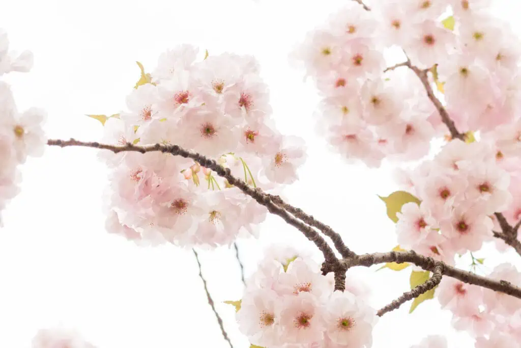 Paris in bloom everyday parisian