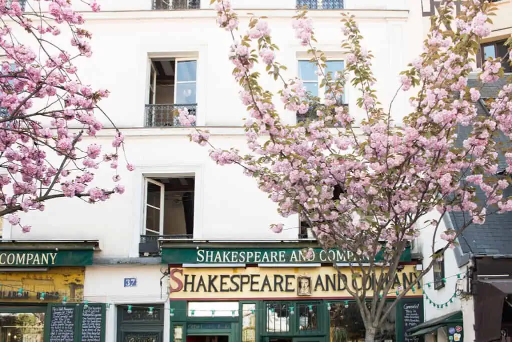 Paris cherry blossoms Shakespeare and Co