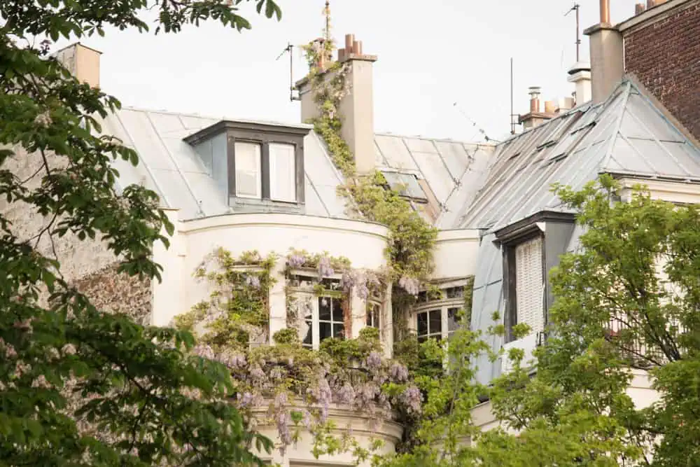 wisteria in Paris. where to see Paris in bloom